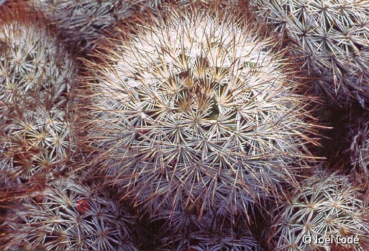 Mammillaria marcosii ©JLcoll.2815